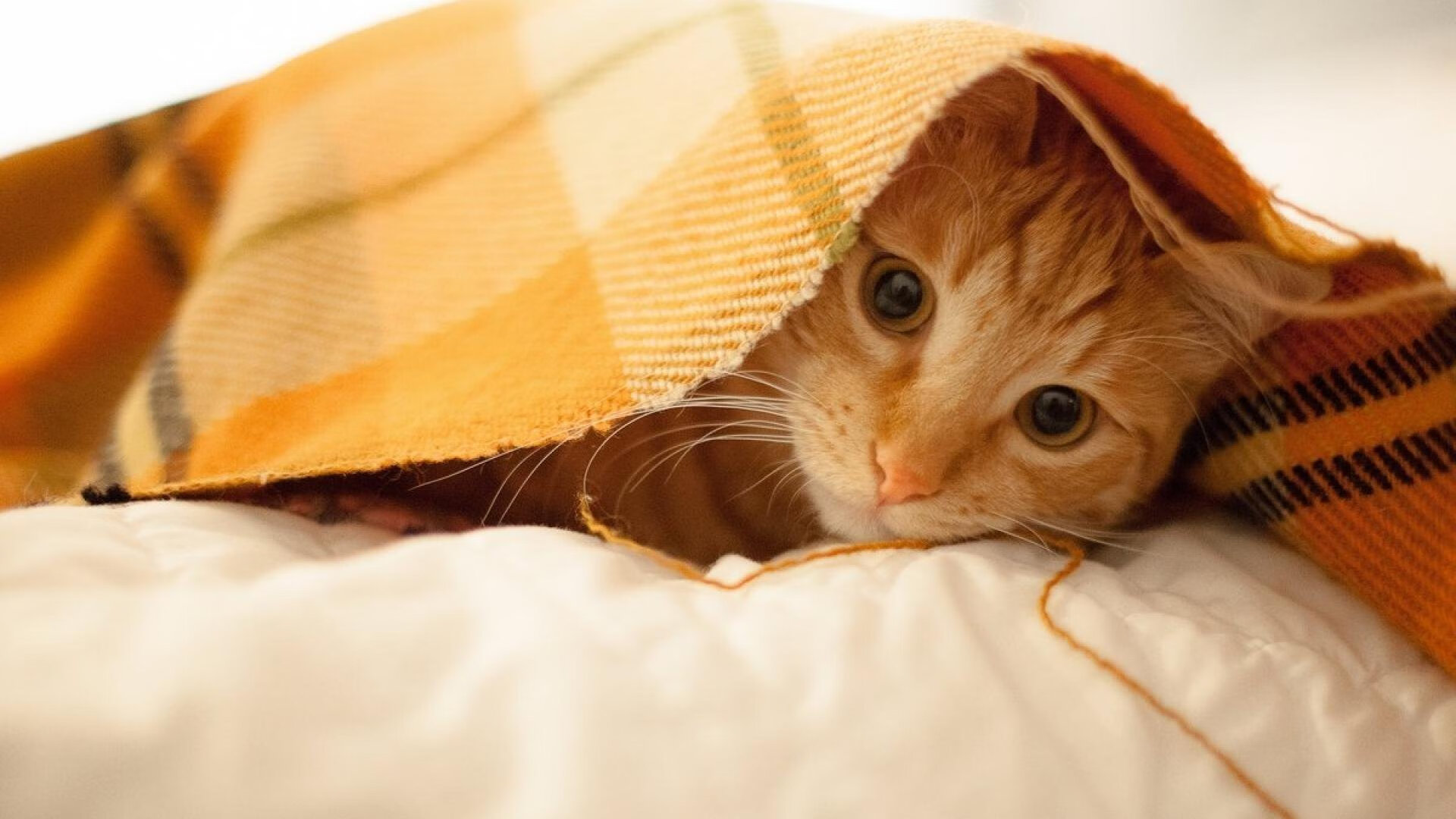 雄鹿加时取胜森林狼，詹姆斯的季后赛接管，NBA关键时刻的王者之争