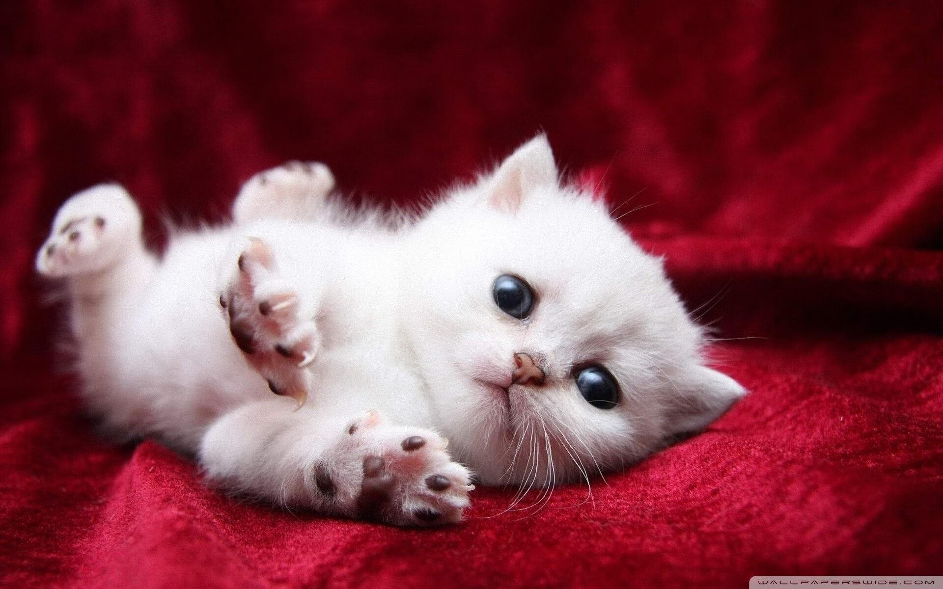 蜂群战术与紫色王朝的赤壁之战，一场现代篮球的赤壁隐喻