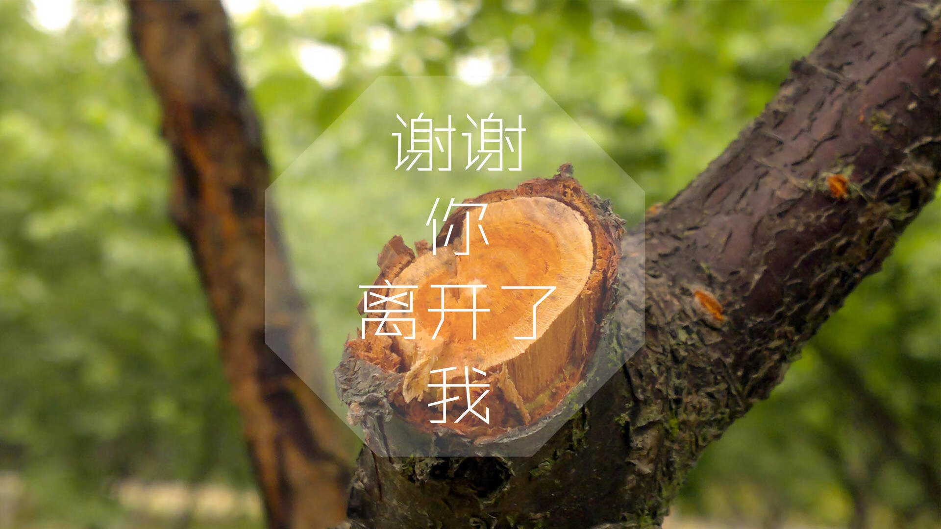 唯一之役，2026世界杯E组暗战，凯恩如何用一场比赛定义瑞士与乌兹别克的命运